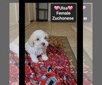 Small #1 Havanese-Zuchon Mix