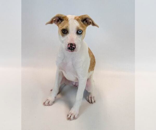 Medium Photo #6 Mutt Puppy For Sale in Kennesaw, GA, USA