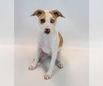 Small #5 Mutt