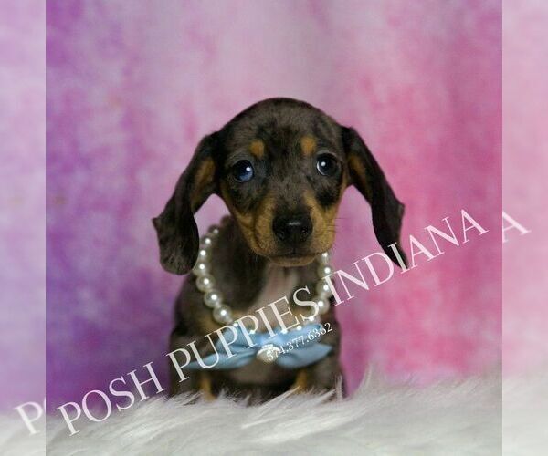 Medium Photo #3 Dachshund Puppy For Sale in WARSAW, IN, USA