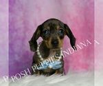 Small #2 Dachshund