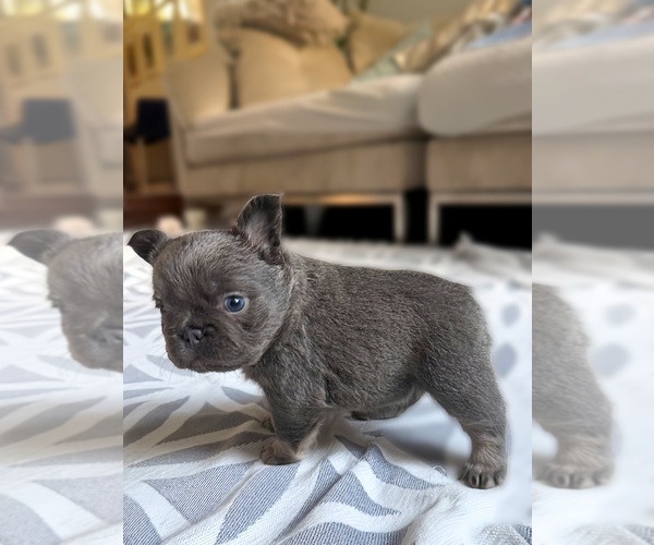 Medium Photo #3 French Bulldog Puppy For Sale in SACRAMENTO, CA, USA