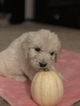 Small #73 Goldendoodle