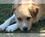 Small #3 Mutt