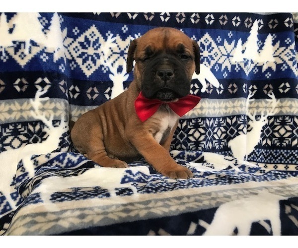 Medium Photo #15 Boerboel Puppy For Sale in CHRISTIANA, PA, USA