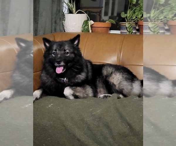 Medium Photo #1 Keeshond Puppy For Sale in BLAIRSBURG, IA, USA