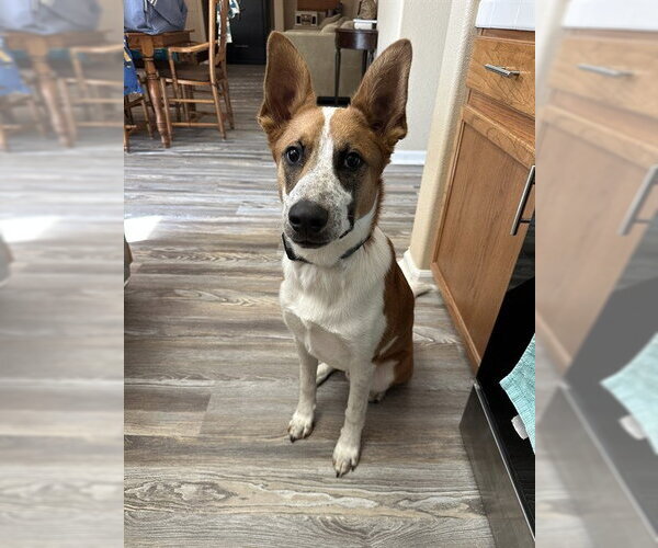 Medium Photo #1 German Shepherd Dog-Unknown Mix Puppy For Sale in Sacramento, CA, USA