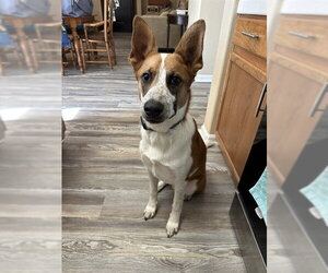 German Shepherd Dog-Unknown Mix Dogs for adoption in Sacramento, CA, USA