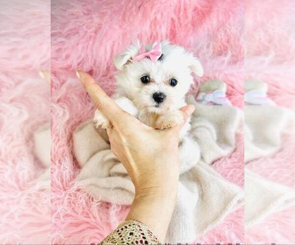Medium Photo #13 Maltese Puppy For Sale in TAMPA, FL, USA