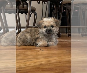 Border Terrier Puppy for sale in BROCKTON, MA, USA