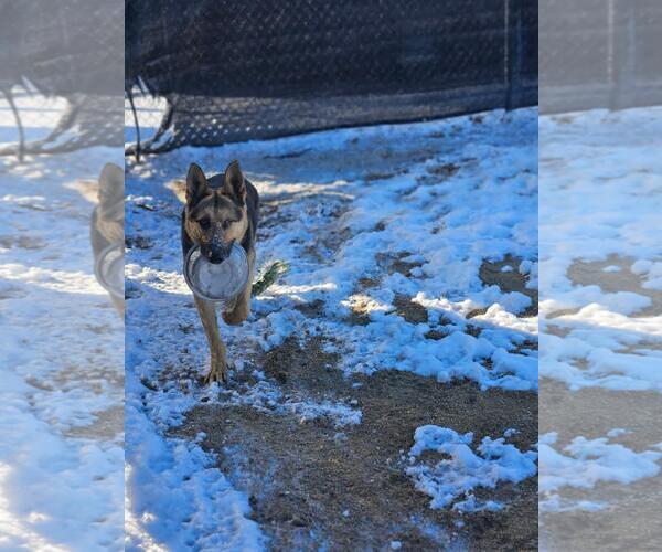 Medium Photo #2 German Shepherd Dog Puppy For Sale in Incline Village, NV, USA