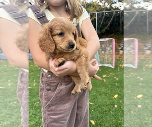 Medium Goldendoodle (Miniature)