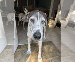 Small #5 Great Dane-Pointer Mix