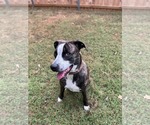 Small #2 Boxador