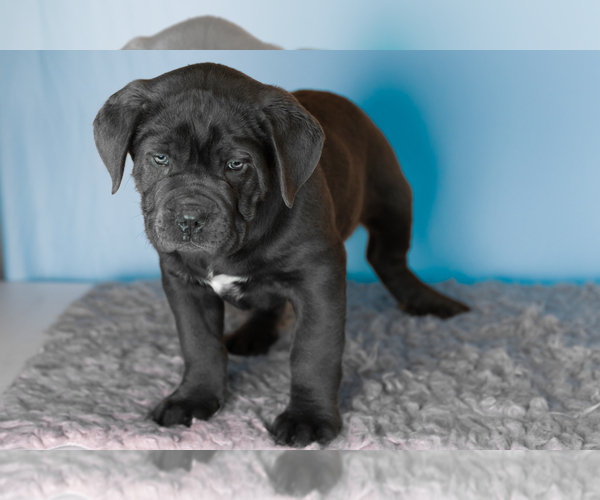 Medium Photo #3 Cane Corso Puppy For Sale in BOURBON, IN, USA
