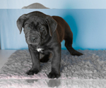 Small Photo #4 Cane Corso Puppy For Sale in BOURBON, IN, USA