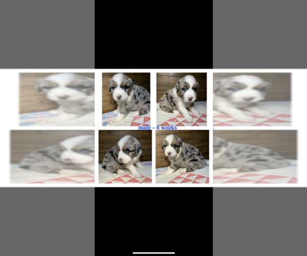 Medium Photo #2 Australian Shepherd Puppy For Sale in WEST PLAINS, MO, USA