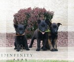 Small #1 Belgian Malinois
