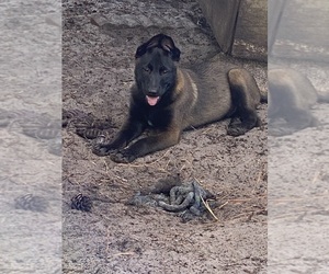 Belgian Malinois Puppy for sale in LAKE WORTH, FL, USA
