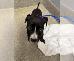 American Pit Bull Terrier-Unknown Mix Dogs for adoption in Las Vegas, NV, USA