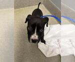 Small American Pit Bull Terrier Mix