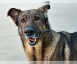 Small Photo #1 German Shepherd Dog Puppy For Sale in Burbank, CA, USA
