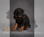 Small Photo #6 Australian Shepherd Puppy For Sale in PLEASANTON, KS, USA