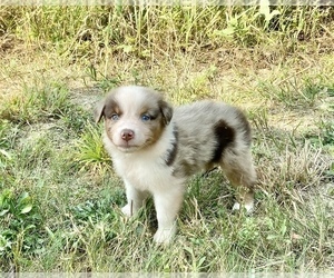 Australian Shepherd Puppy for sale in LODA, IL, USA