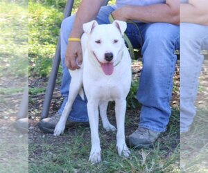 American Bulldog Dogs for adoption in Bandera, TX, USA