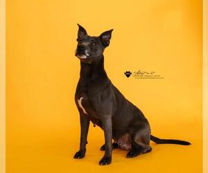 Chyanne-Adoption Fee $75! Diamond Dog! - Female Mutt Dog for Adoption - Photo #13