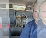 Small Photo #12 Golden Retriever Puppy For Sale in SUWANEE, GA, USA