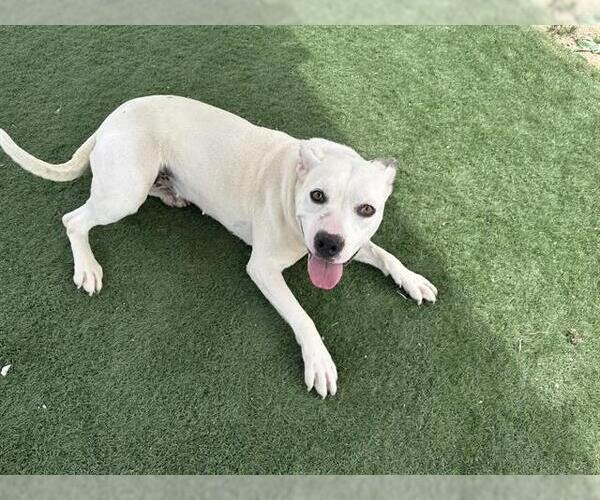 Medium Photo #2 Mutt Puppy For Sale in HESPERIA, CA, USA