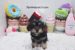 Morkie Puppy for sale in LAS VEGAS, NV, USA