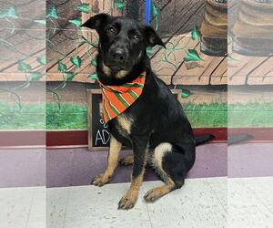 German Shepherd Dog-Unknown Mix Dogs for adoption in Euless, TX, USA