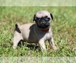 Small #1 Pug