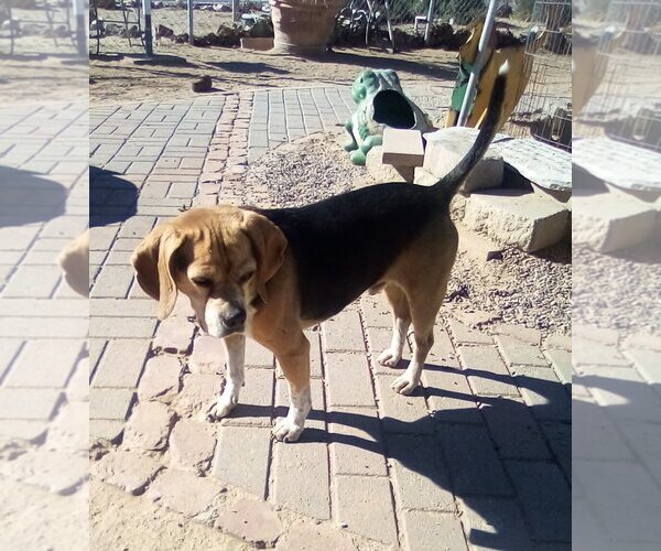 Medium Photo #7 Puggle Puppy For Sale in Apple Valley, CA, USA