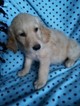 Small Photo #1 Goldendoodle Puppy For Sale in BELLEVILLE, PA, USA