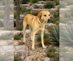 Small #3 Labrador Retriever Mix