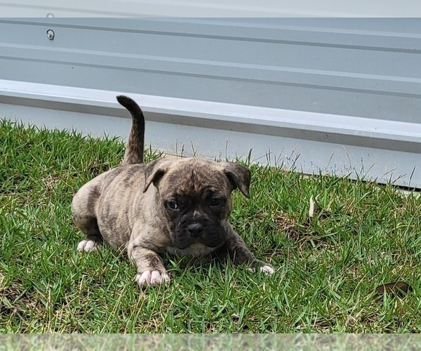 Medium Photo #3 American Bully Puppy For Sale in TRENTON, FL, USA