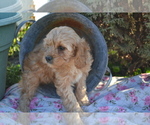 Small #2 Cavapoo