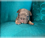 Small #8 French Bulldog