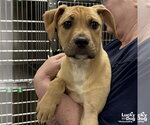 Small #2 Mutt
