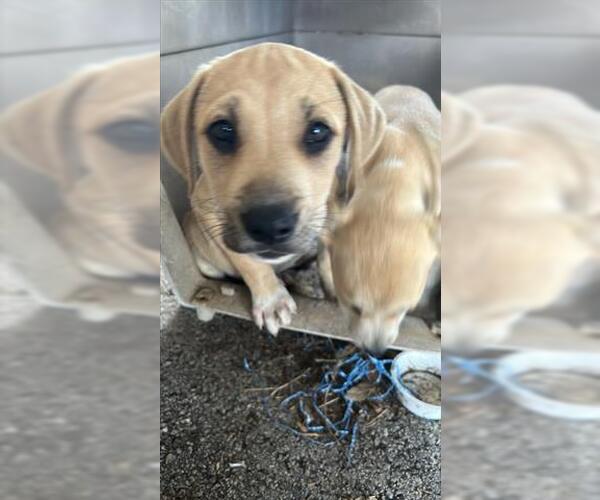 Medium Photo #1 Labrador Retriever-Unknown Mix Puppy For Sale in Houston, TX, USA