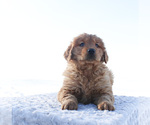 Small Photo #3 Golden Retriever Puppy For Sale in CANTON, SD, USA