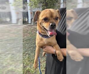 Chihuahua Dogs for adoption in Houston, TX, USA