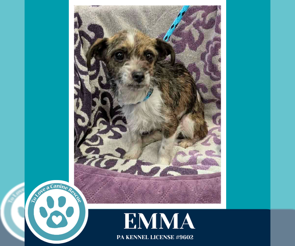 Medium Photo #2 Mutt Puppy For Sale in Kimberton, PA, USA