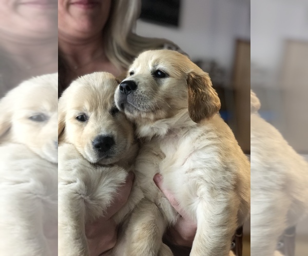 Medium Photo #1 Golden Retriever Puppy For Sale in CYPRESS, TX, USA