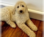 Small Photo #13 Goldendoodle Puppy For Sale in PENSACOLA, FL, USA