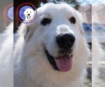 Small #33 Great Pyrenees