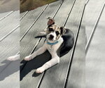 Small #4 American Staffordshire Terrier-Siberian Husky Mix